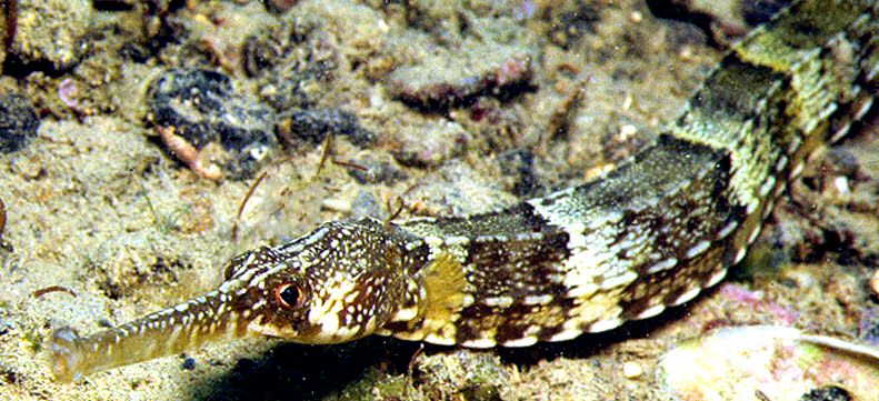 Syngnathus acus_08.jpg